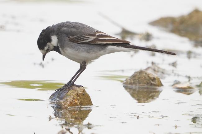 Wagtail