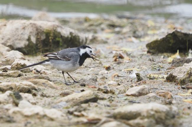 Wagtail