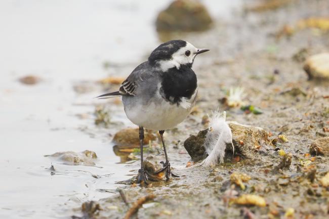 Wagtail