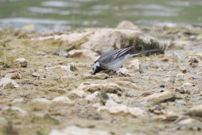 Wagtail