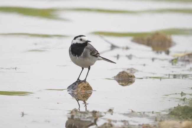 Wagtail