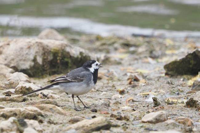 Wagtail