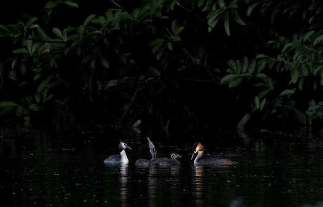 Grebes