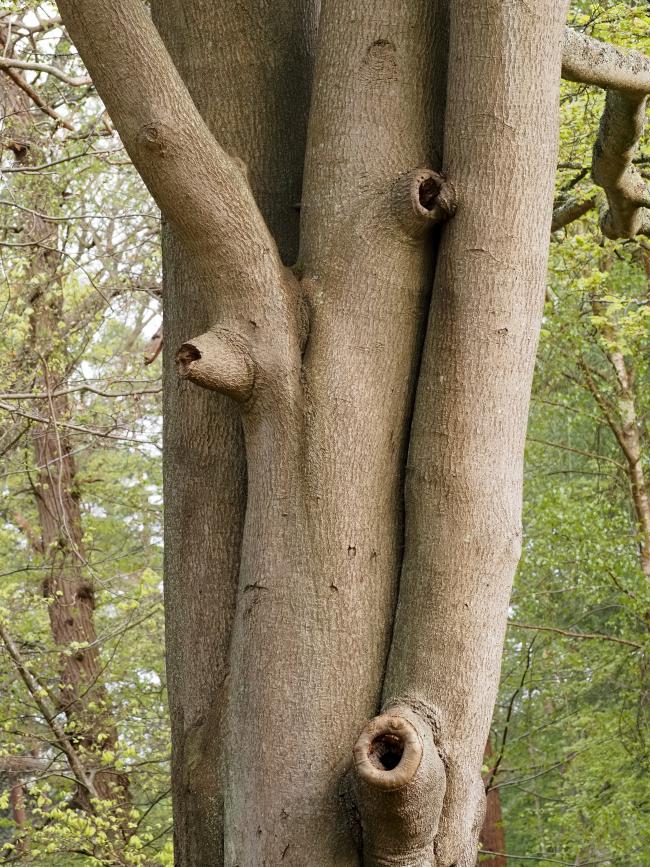 Tree holes in a three