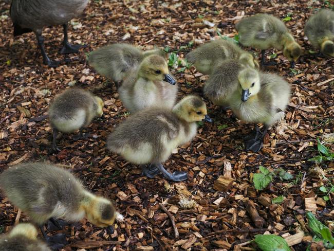 Goslings