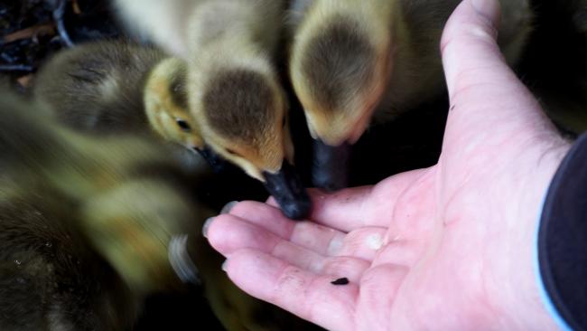 goslings