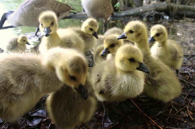 Grateful goslings