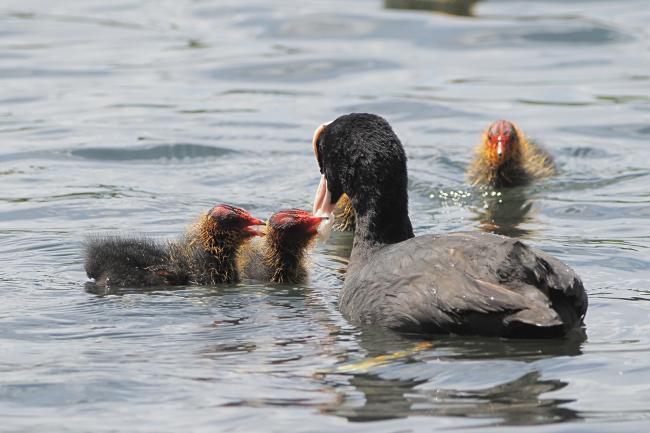 Coots