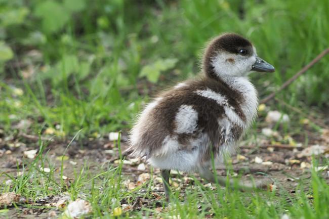 Duckling