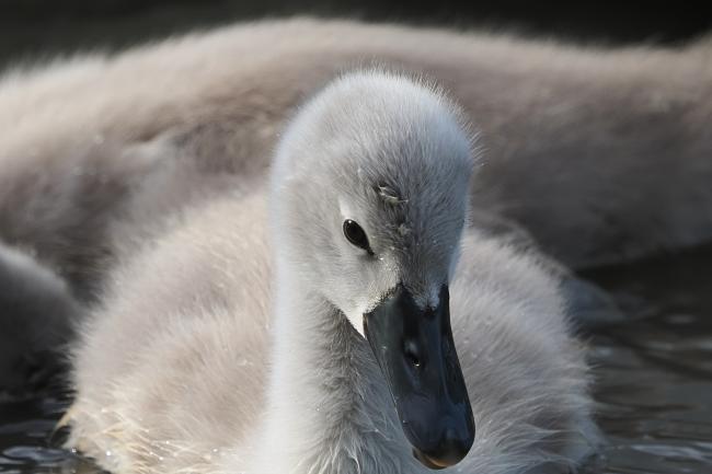 Cygnet