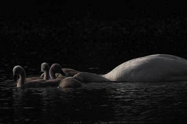 Swan