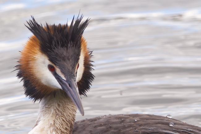 grebe