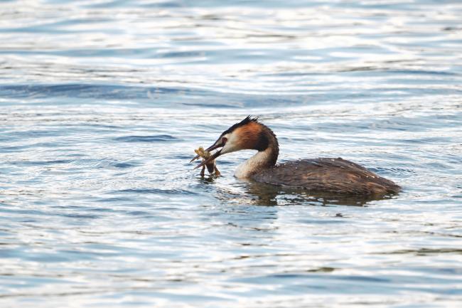 grebe