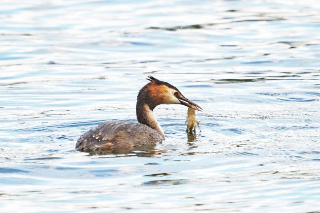 grebe