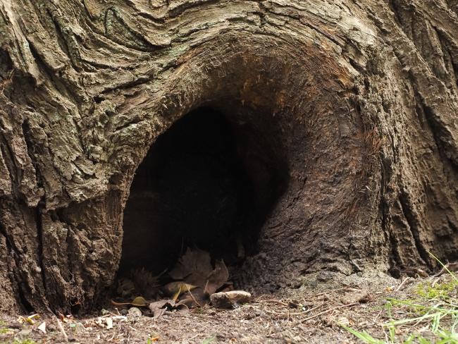 Hole in tree