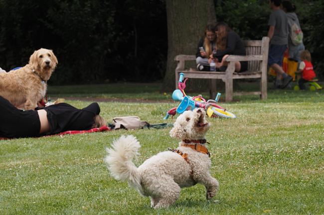 Puppy playing in the park