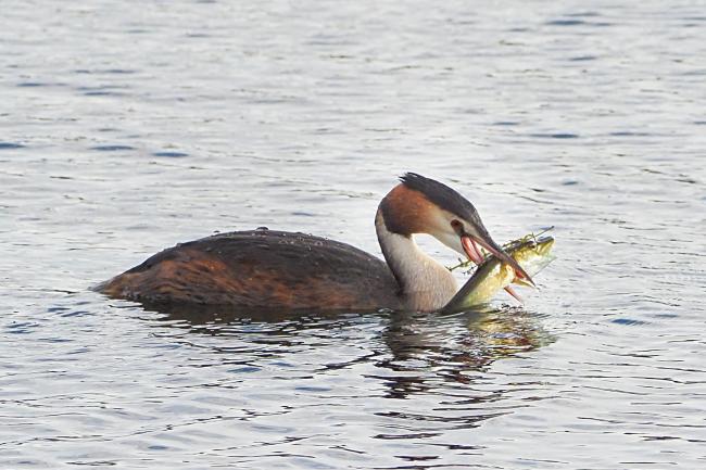 Greedy Grebe