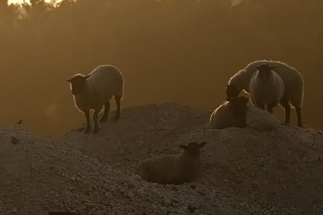 Dawn Sheep