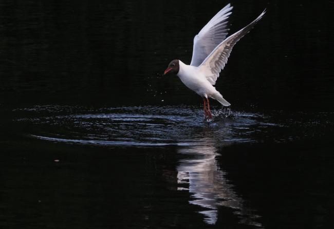 Seagull