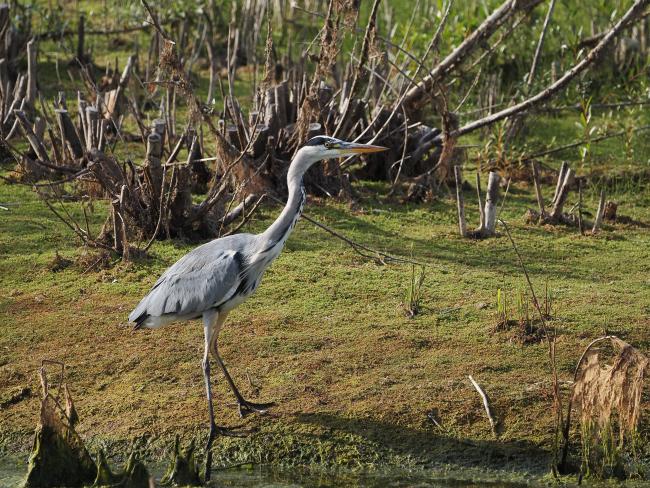 A Heron