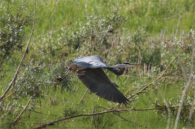 Another heron