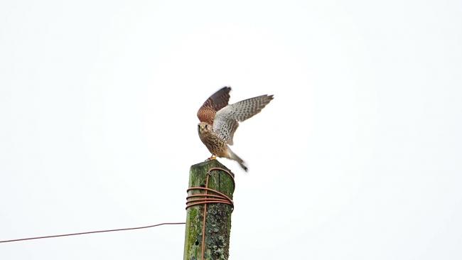 Kestrel