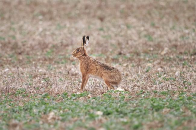 Hare