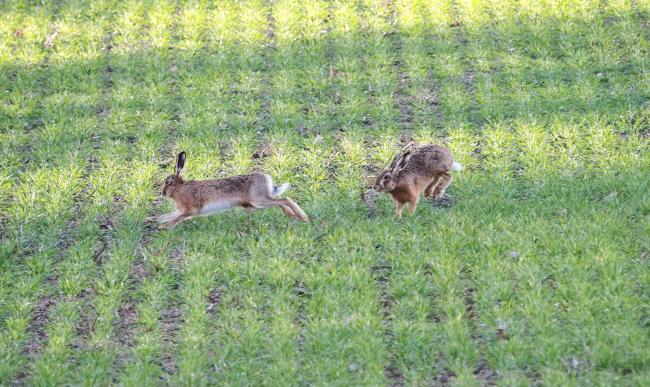 Hares