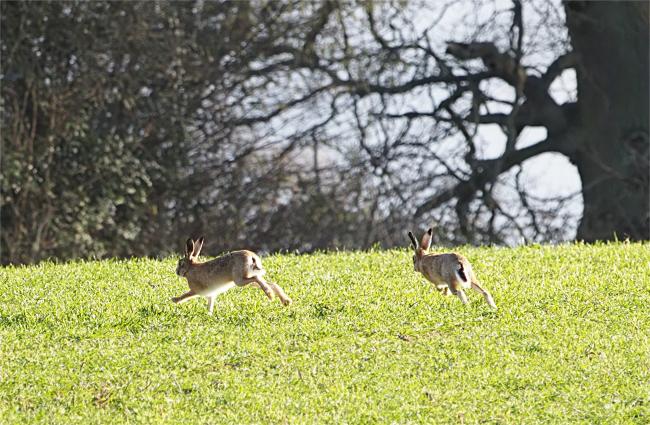 hares