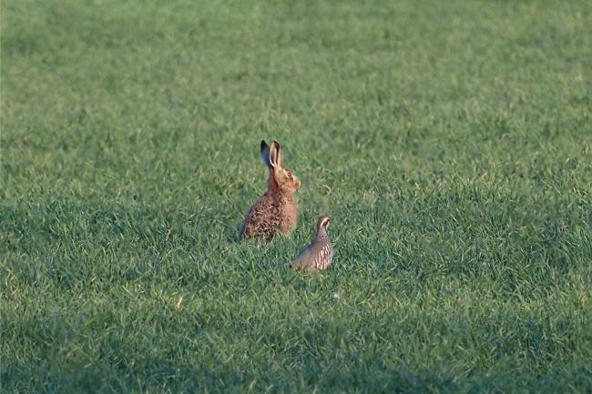 hares