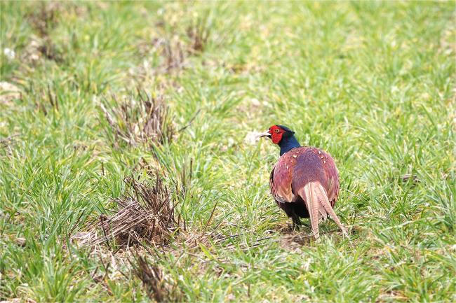 Pheasant