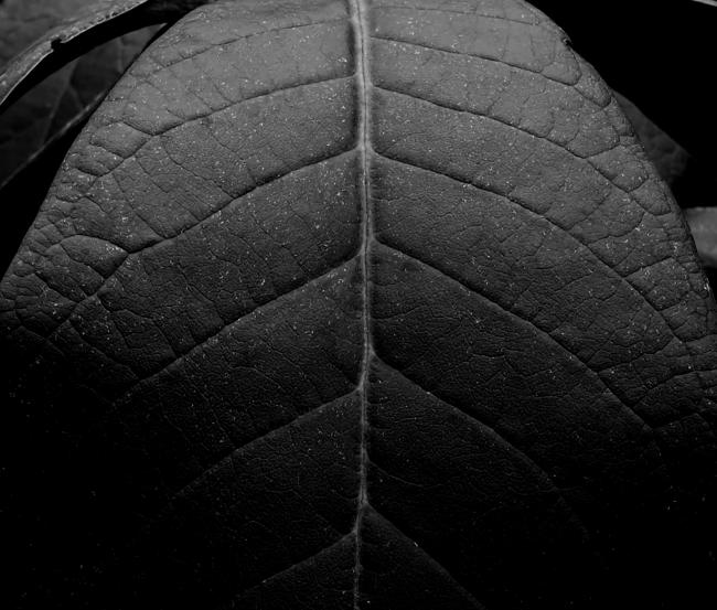 leaf