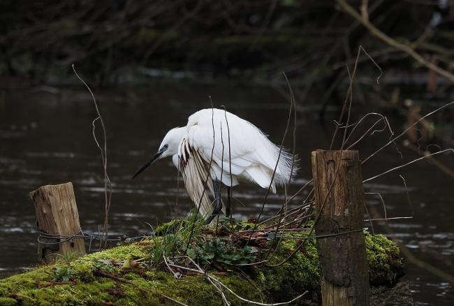 Egret