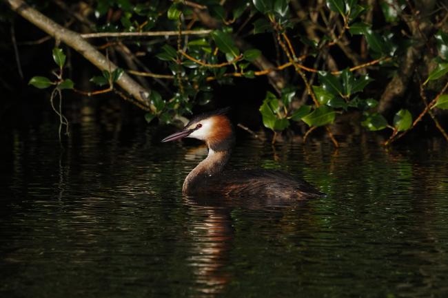 grebe