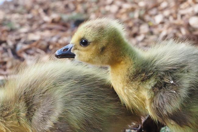 Goslings