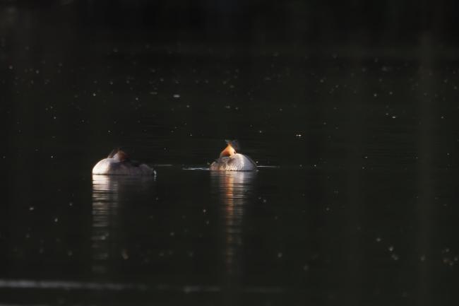 Grebes