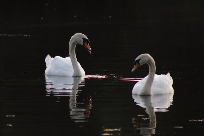 Swans