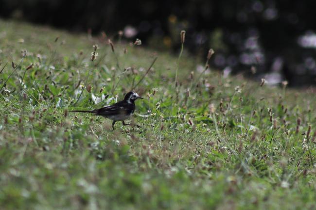 Wagtail