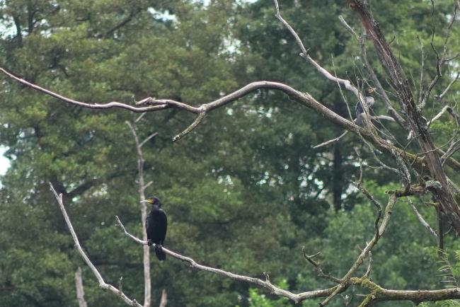 cormorants