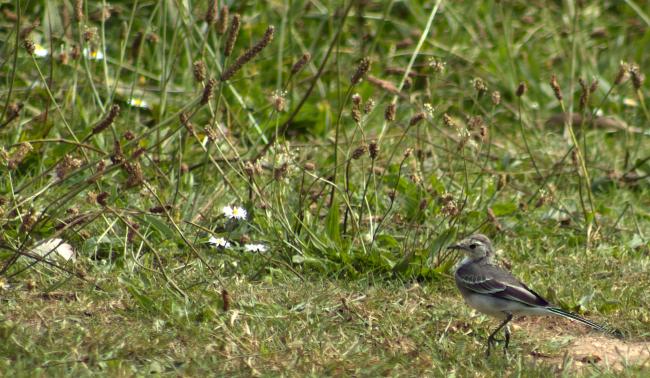 wagtail