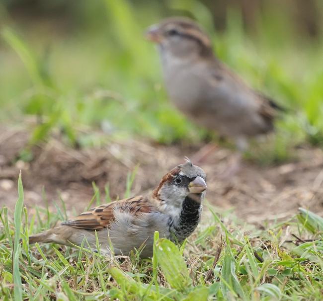 birds