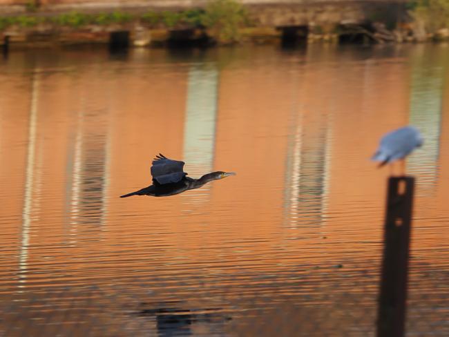 cormorant