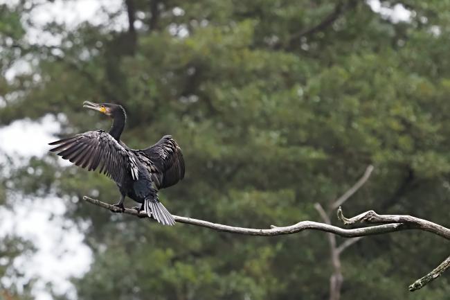 cormorant