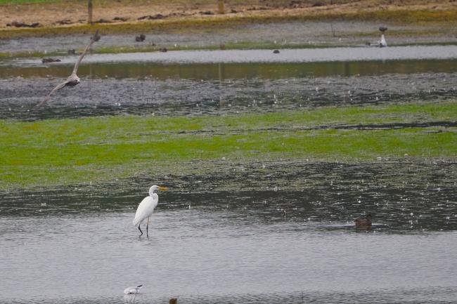 egret