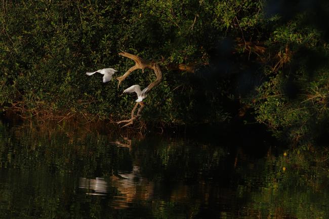 Seagulls in flight