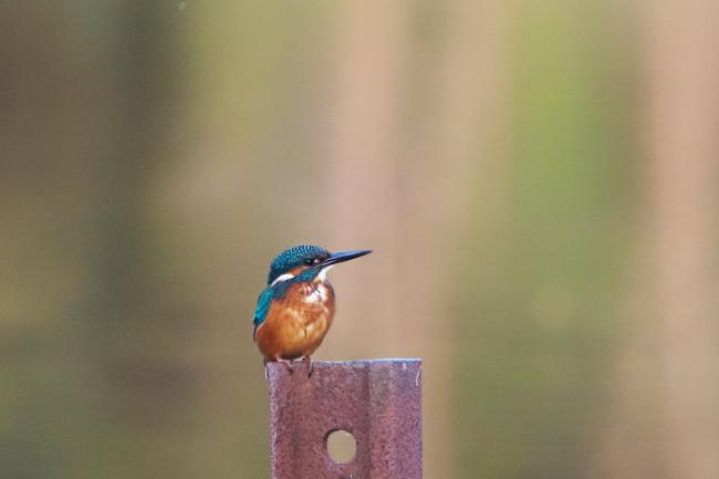 kingfisher