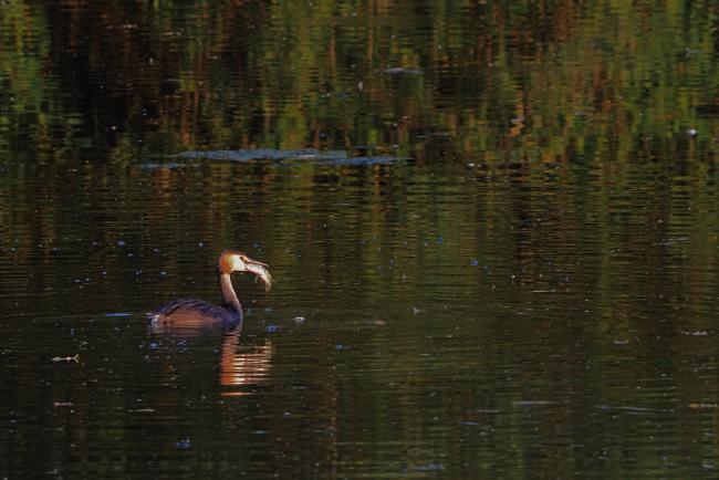 grebe