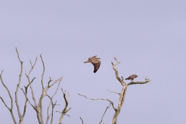 buzzard