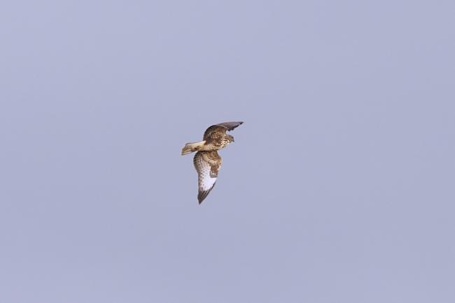 buzzard