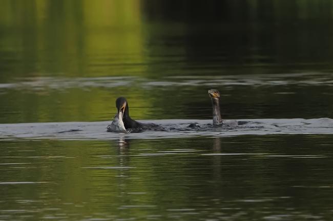 Cormorant